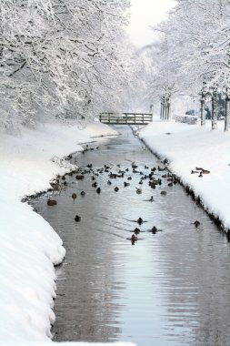 Ducks in a frozen ditch clipart