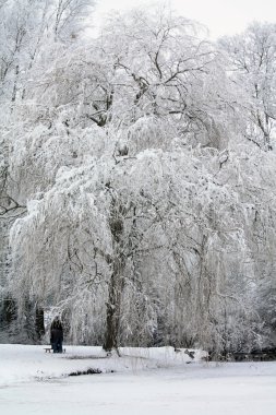 Frosted trees in a winter landscape clipart