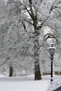 Frosted trees in a winter landscape clipart