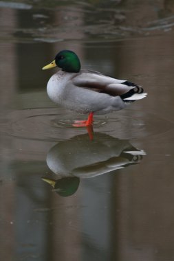 Duck on ice clipart