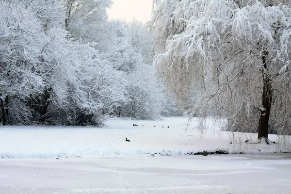 얼어 붙은 나무 — 스톡 사진