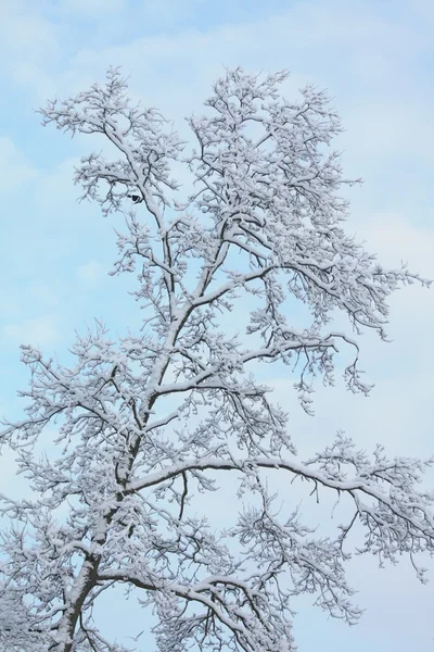 冬树 — 图库照片