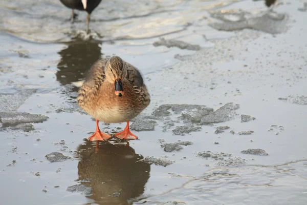 Female duck on ice — Stock Photo, Image