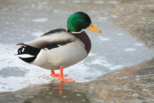 Duck on ice — Stock Photo, Image