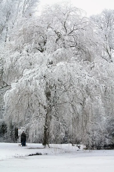 Árvores geadas em uma paisagem de inverno — Fotografia de Stock