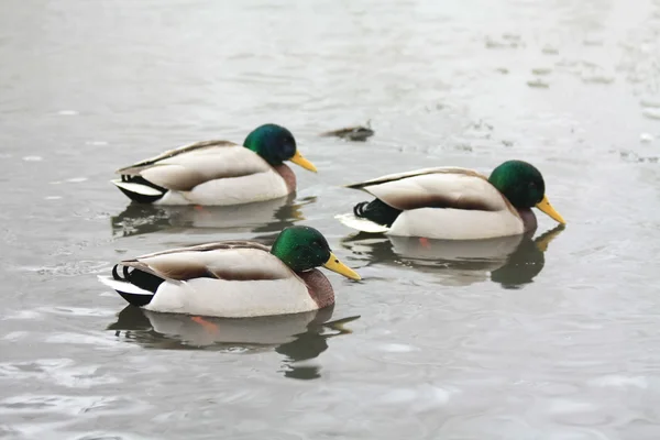 Duck trio — Stock Photo, Image