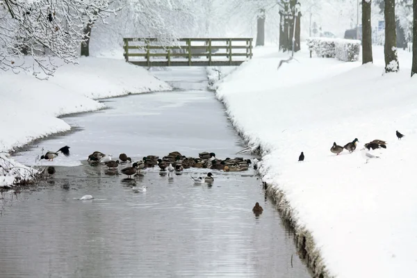 Ducks in a half frozen ditch — Stock Photo, Image