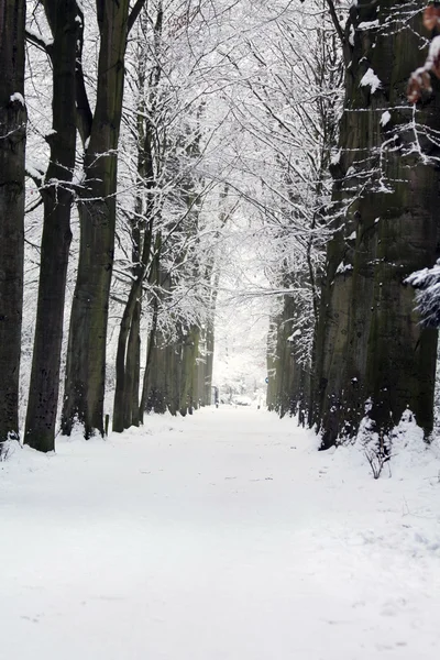 Estrada florestal no inverno — Fotografia de Stock