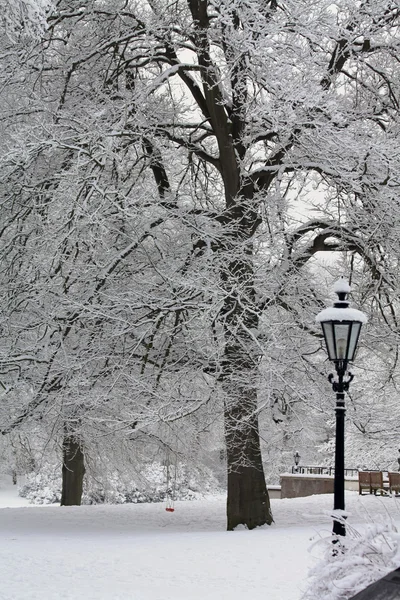Замороженные деревья в зимнем пейзаже — стоковое фото