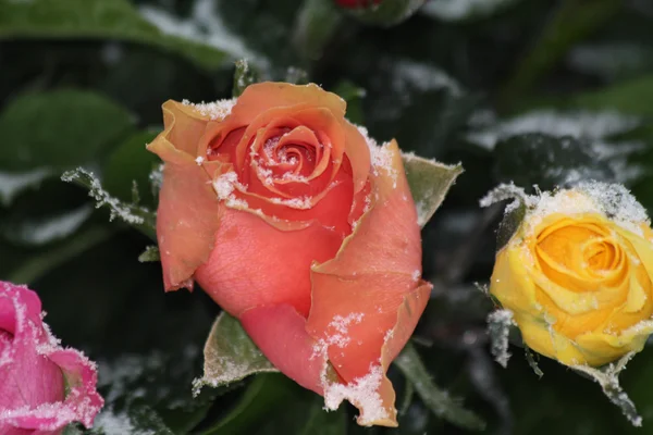 Frosted roses — Stock Photo, Image
