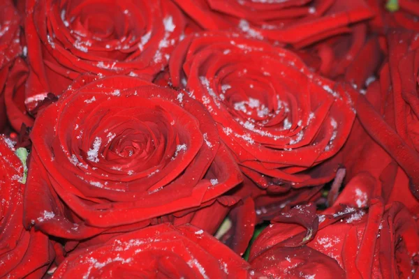 在雪中的红玫瑰花束 — 图库照片