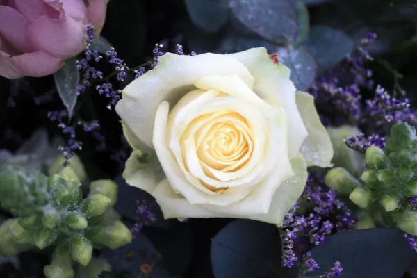 Λευκό τριαντάφυλλο με κρύσταλλα χιόνι — Φωτογραφία Αρχείου