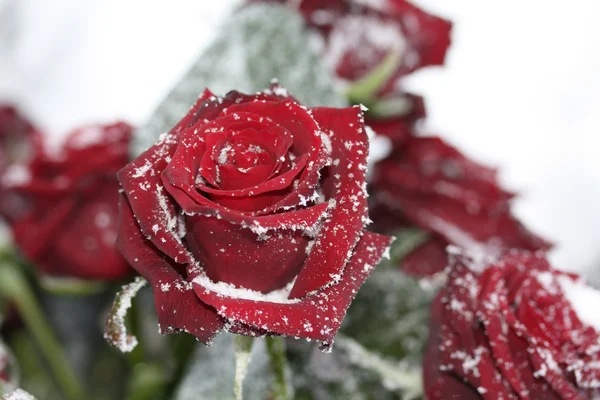 Solitaire snow rose — Stock Photo, Image