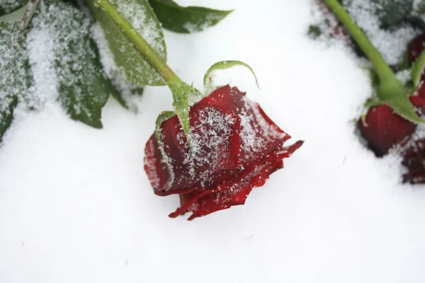 Solitaire sněhová růže — Stock fotografie
