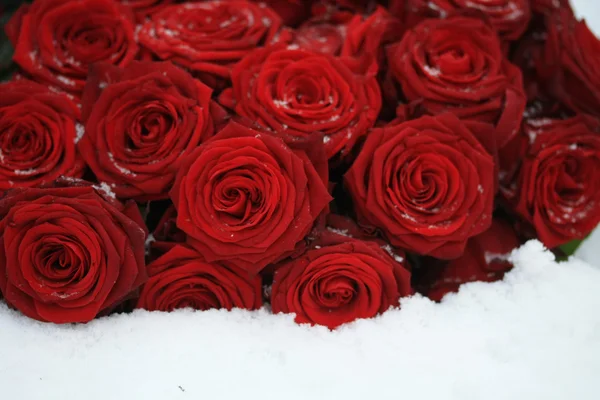 Buquê de rosa vermelha na neve — Fotografia de Stock