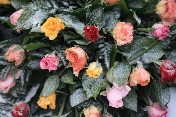 Smíšené růže kytice ve sněhu — Stock fotografie