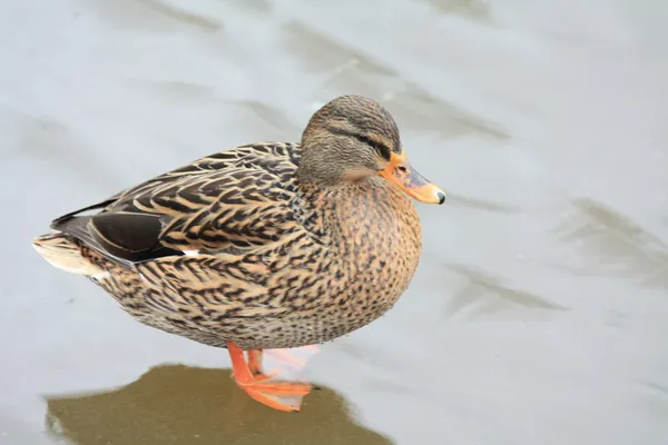 Female duck on ice — Stock Photo, Image