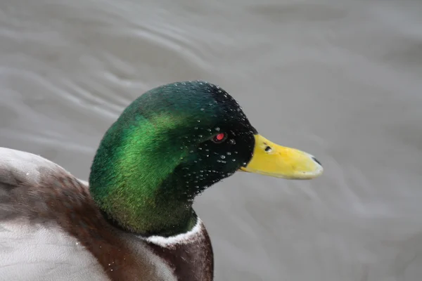Duck in close up — Stock Photo, Image