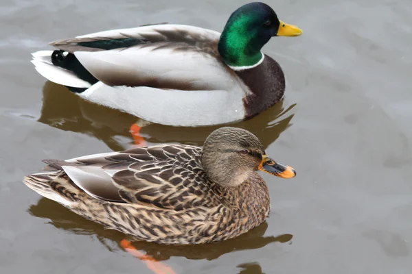 Duck couple — Stock Photo, Image