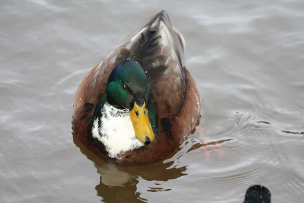 Male duck — Stock Photo, Image