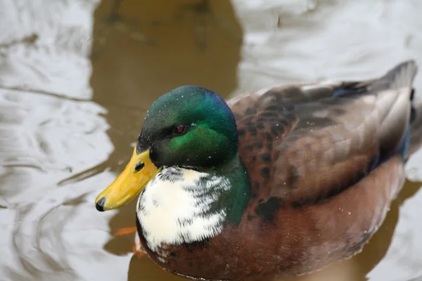 Male duck in close up — Stock Photo, Image