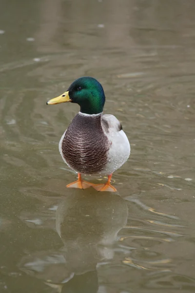 Male duck on ice — Stock Photo, Image