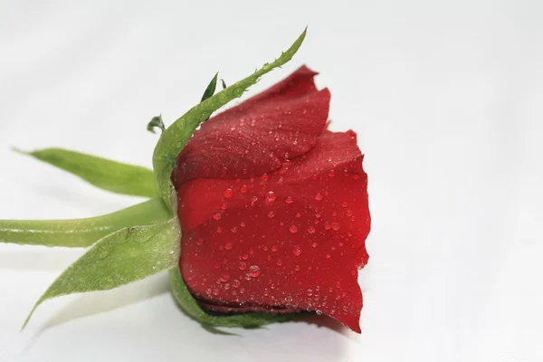 Waterdrop rose — Stock Photo, Image