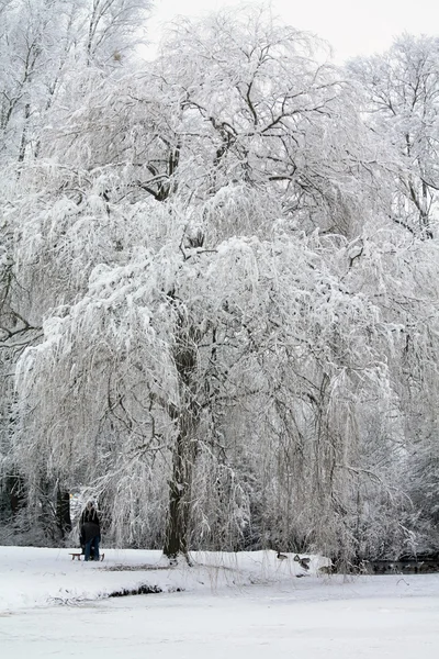 Frostige Bäume in einer Winterlandschaft Stockbild