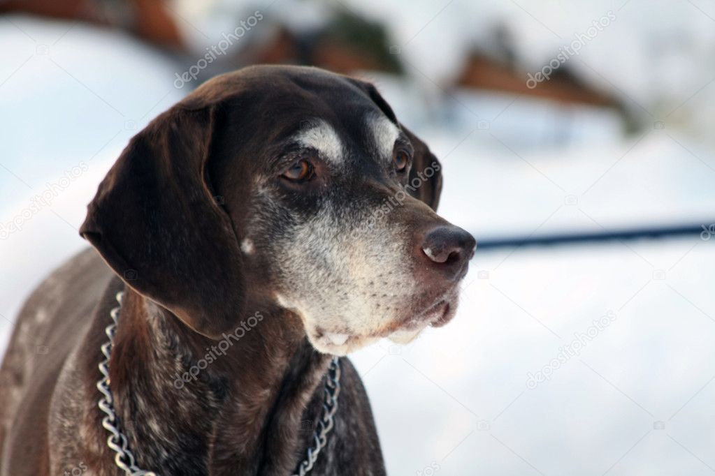 German shorthaired pointer in the snow
