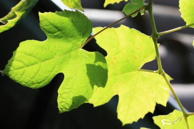 Grape leaves in the sun clipart