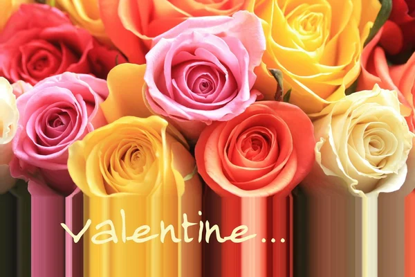 Valentine rose greeting card — Stock Photo, Image