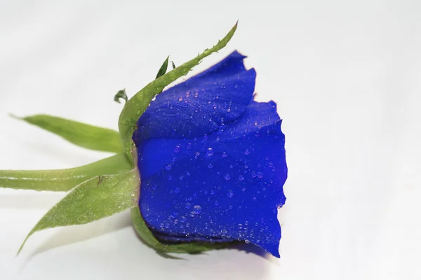 Синій waterdrop Роуз — стокове фото
