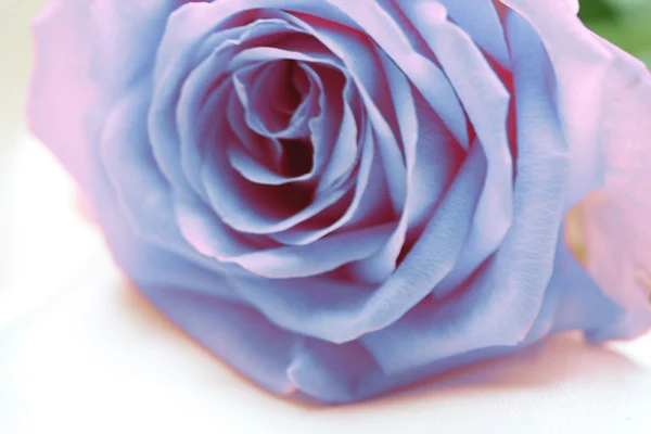Rosa rosa azzurra — Foto Stock