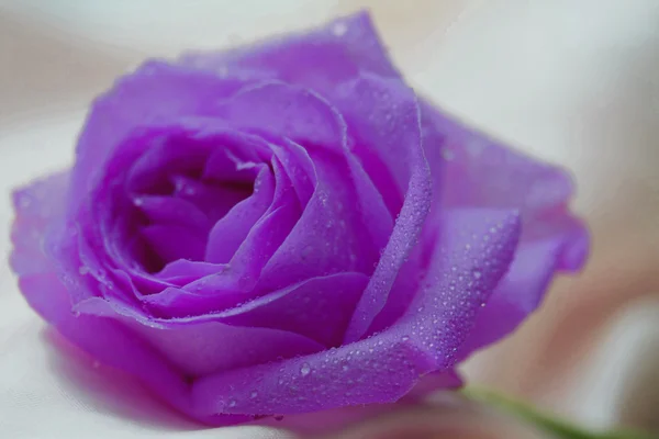 Jeden fioletowy lila wzrosła z waterdrops — Zdjęcie stockowe