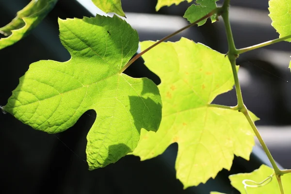 Grape leaves in the sun — Stock Photo, Image