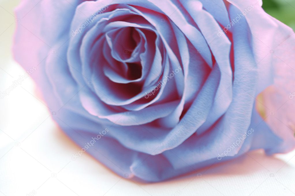 Light blue pink rose