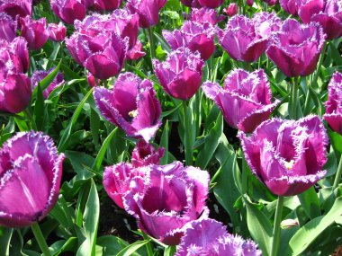 Purple tulips clipart