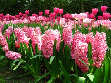 Field with mixed tulips clipart