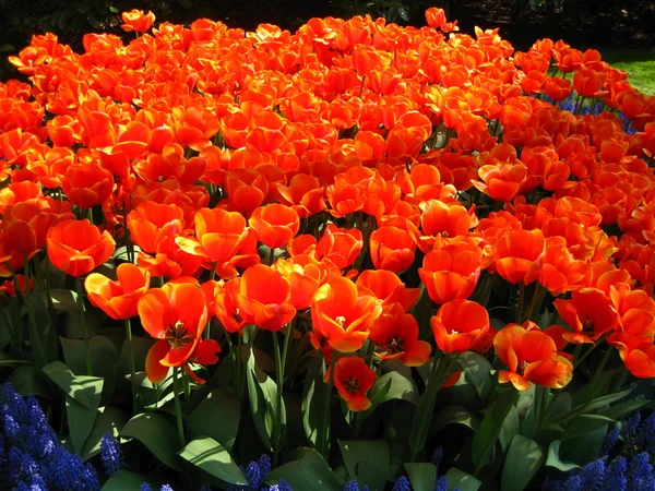 Tulipanes naranjas —  Fotos de Stock