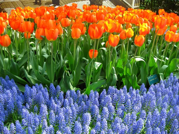 Campo con flores mixtas de primavera —  Fotos de Stock