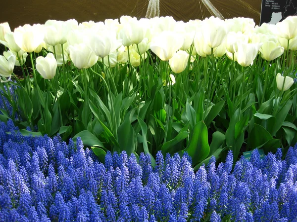 Campo con flores mixtas de primavera —  Fotos de Stock
