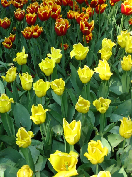 Field with yellow tulips — Stock Photo, Image
