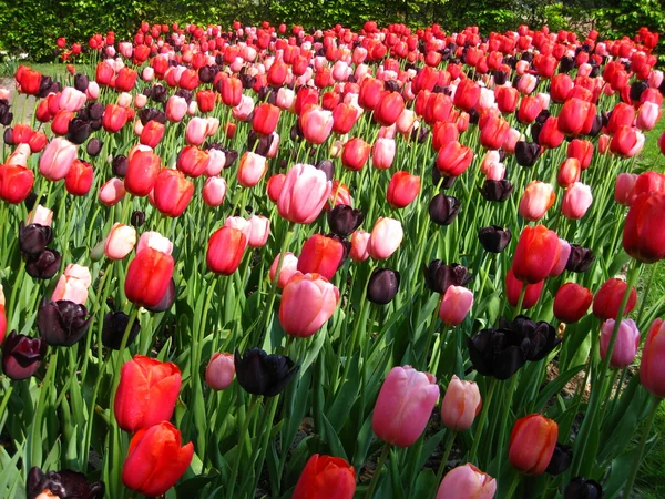 Поле со смешанными тюльпанами — стоковое фото