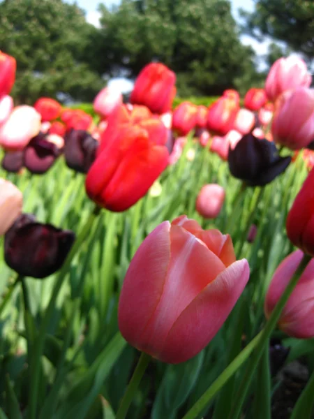 Champ avec tulipes mixtes — Photo