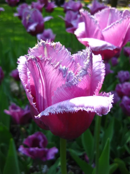 Tulipan fioletowy z bliska — Zdjęcie stockowe
