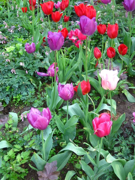 Feld mit gemischten Tulpen — Stockfoto