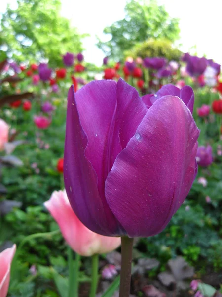 Tulipa roxa perto — Fotografia de Stock