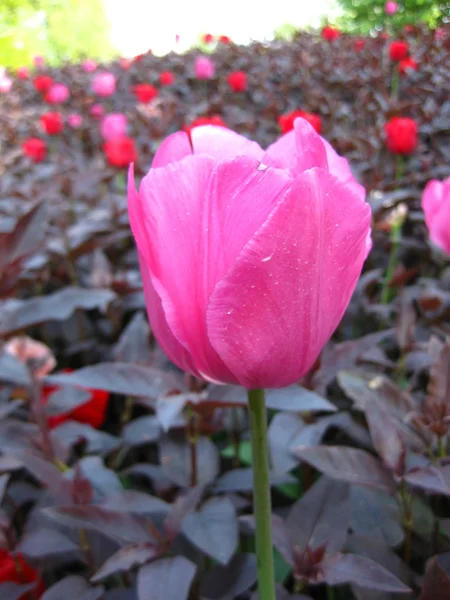 Tulipán rosa de cerca — Foto de Stock