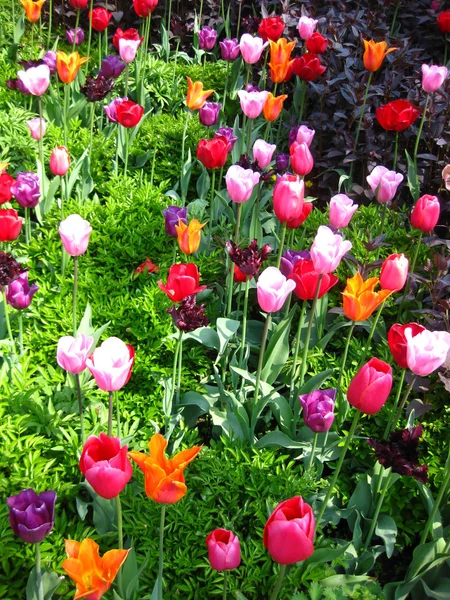 Field with mixed tulips — Stock Photo, Image
