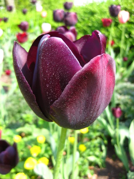 Tulipán púrpura de cerca — Foto de Stock